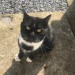 Found black and white male cat Upper Glanmire Cork