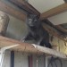 My cat iscalled Smokey and has a smokey grey colour with no patch of different colour.  Smokey is nearly 14 years old and went missing from Bandon, near the courthouse, last seen running up the hill.