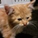 Ginger kitten found in Freemount