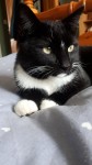 Male Black & White Cat missing in Helvic