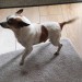 Small jack Russellnfound Kenley, Bishopstown