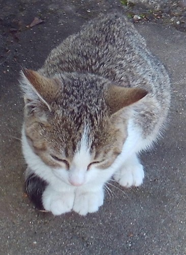Missing Cat Female Tiger Type Browny Grey White Breast And Front