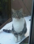 FOUND BLACKPOOL  GREY BLACK STRIPEY YOUNG CAT TAME