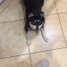 Black Husky mix found on Glasheen Road, Cork