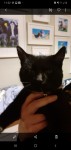 Black Kitten Found Ballinlough Cork