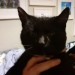 Black Kitten Found Ballinlough Cork