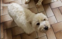 Lost Dog White Westie Glenbeigh  Co. Kerry