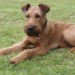 Missing Irish terrier from Blackrock area since this morning