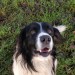 Male Springer/Collie Mix missing from Cork City home
