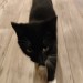 Black MOG with white socks lost in Ballainhassig