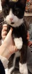 Black and white cat found on patricks street cork