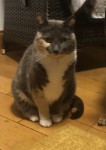 Female calico cat  lost in  Ballinlough cork