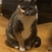 Female calico cat  lost in  Ballinlough cork