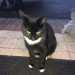 Female Cat “Tango” lost in Douglas Village