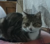 ‘Tups’ male Tabby missing from Ashleigh Blackrock