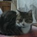 ‘Tups’ male Tabby missing from Ashleigh Blackrock