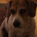 Missing beagle from Bandon