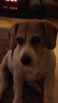 Missing beagle from Bandon