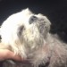 Old shih-tzu with cushings disease by the lough/glasheen area needs medication