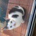 Cat found in Co. Limerick (Ballysheedy/Lisnalty area)