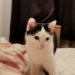 Black and white kitten found in Mardyke, Cork