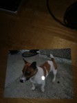 jack russell lost cork city