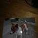 jack russell lost cork city