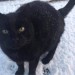 Black cat lost in West Cork