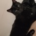 Male Black Cat missing from farrenree area