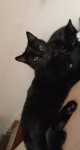 Male Black Cat missing from farrenree area