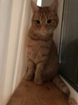 Male ginger cat lost in Rathcormac/Bartlemy