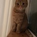 Male ginger cat lost in Rathcormac/Bartlemy