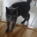 Male Cat Found in Carrigaline