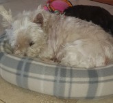 LOST FEMALE WESTIE IN PALLASGREEN CO LIMERICK