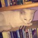 Lost white cat in Greenmount, Cork City