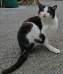 Male black and white cat / kitten in Millstreet / Macroom