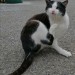 Male black and white cat / kitten in Millstreet / Macroom