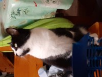 Female cat lost in Bealnamorrive