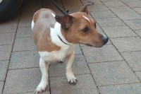 Jack Russell found in Frankfield area with another terrier