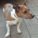 Jack Russell found in Frankfield area with another terrier