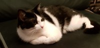 Young female cat lost on Old Blackrock Road, Cork