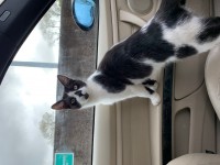 Black & White Young Cat Found