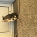 Female Tabby Cat In Innishannon