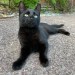 Black young cat lost on Carrigrohane