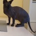 Lost male black sphynx cat in Frankfield Grange Cork
