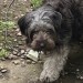 Lost black shaggy female dog in the Glen area