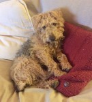 Female Lakeland terrier lost in Kilbrittain/Ballinspittle area