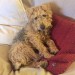 Female Lakeland terrier lost in Kilbrittain/Ballinspittle area