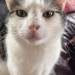Tabby male cat lost in Killorglin Kerry