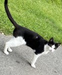 Black and white kitten found in Bandon